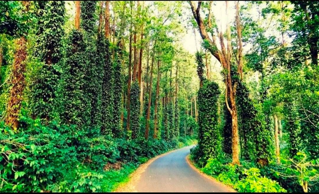 Sp Resort Inn Yercaud Zewnętrze zdjęcie